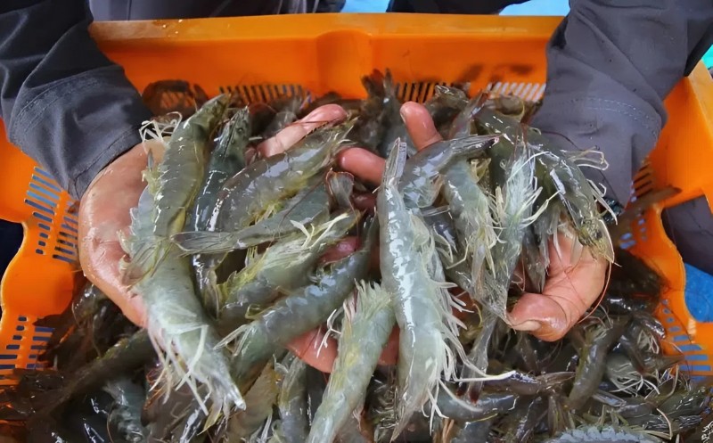 Indonesia yêu cầu chứng nhận không phóng xạ cho mặt hàng tôm xuất Mỹ