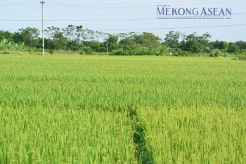 Gạo xuất khẩu sang Malaysia tăng hơn 70% trong hai tháng đầu năm 2026