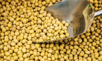 Mỹ cảnh báo trả đũa Trung Quốc vì ngừng mua đậu tương