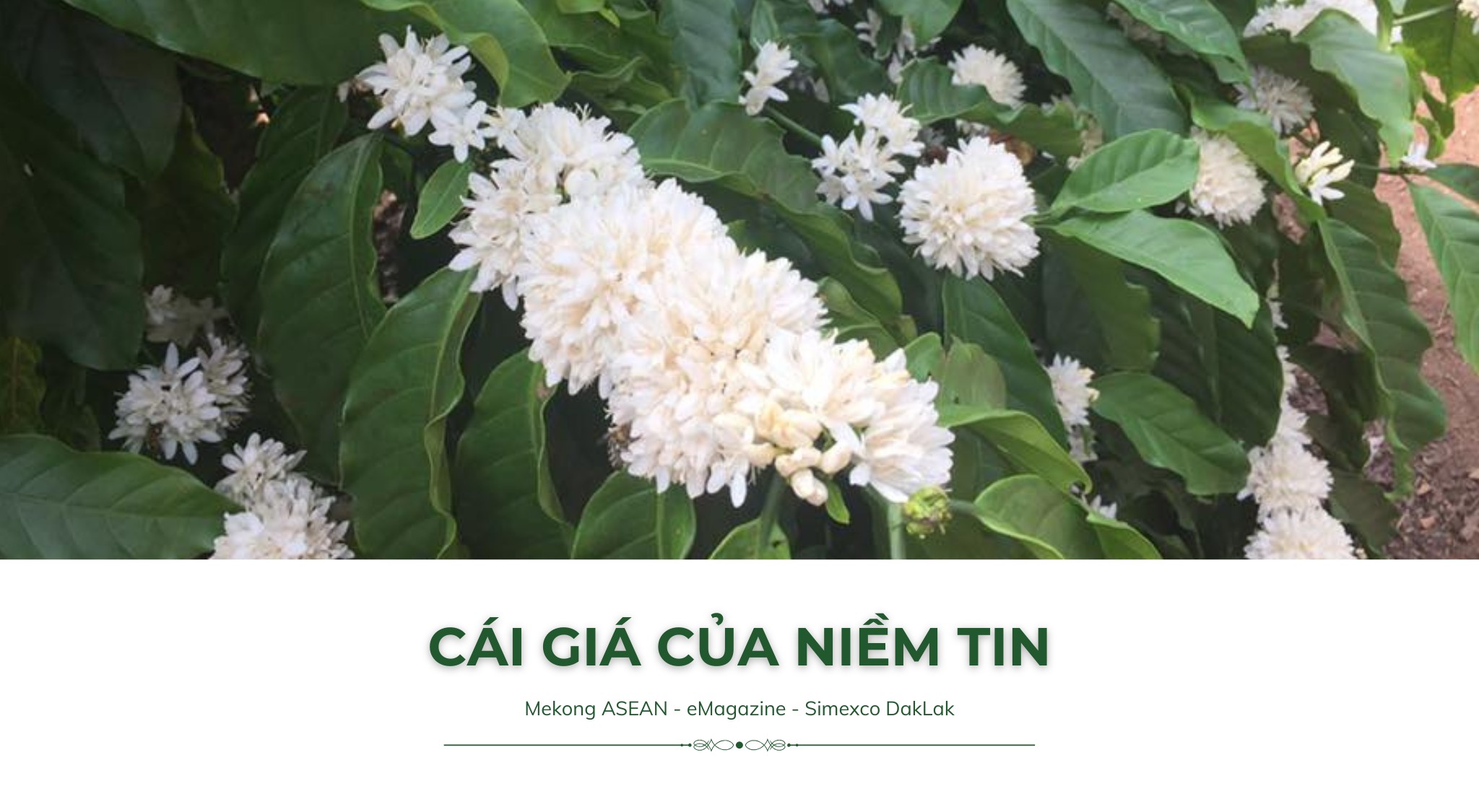 Từ xóa nghèo bền vững tới định vị cà phê đặc sản Robusta Việt