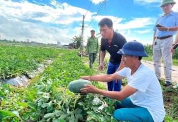 Chuyển động mới tại vùng trồng dưa hấu chất lượng cao ở Hải Phòng