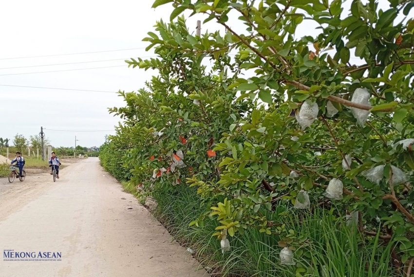 Ổi trái vụ góp phần nâng cao thu nhập cho nông dân xã Hà Nam, Hải Phòng