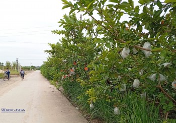 Ổi trái vụ góp phần nâng cao thu nhập cho nông dân xã Hà Nam, Hải Phòng