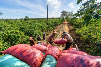PAN Group lý giải nguyên nhân lợi nhuận quý 3 sụt giảm