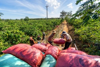 PAN Group lý giải nguyên nhân lợi nhuận quý 3 sụt giảm