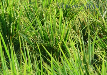 Thông qua Bản ghi nhớ hợp tác thương mại gạo Việt Nam - Singapore