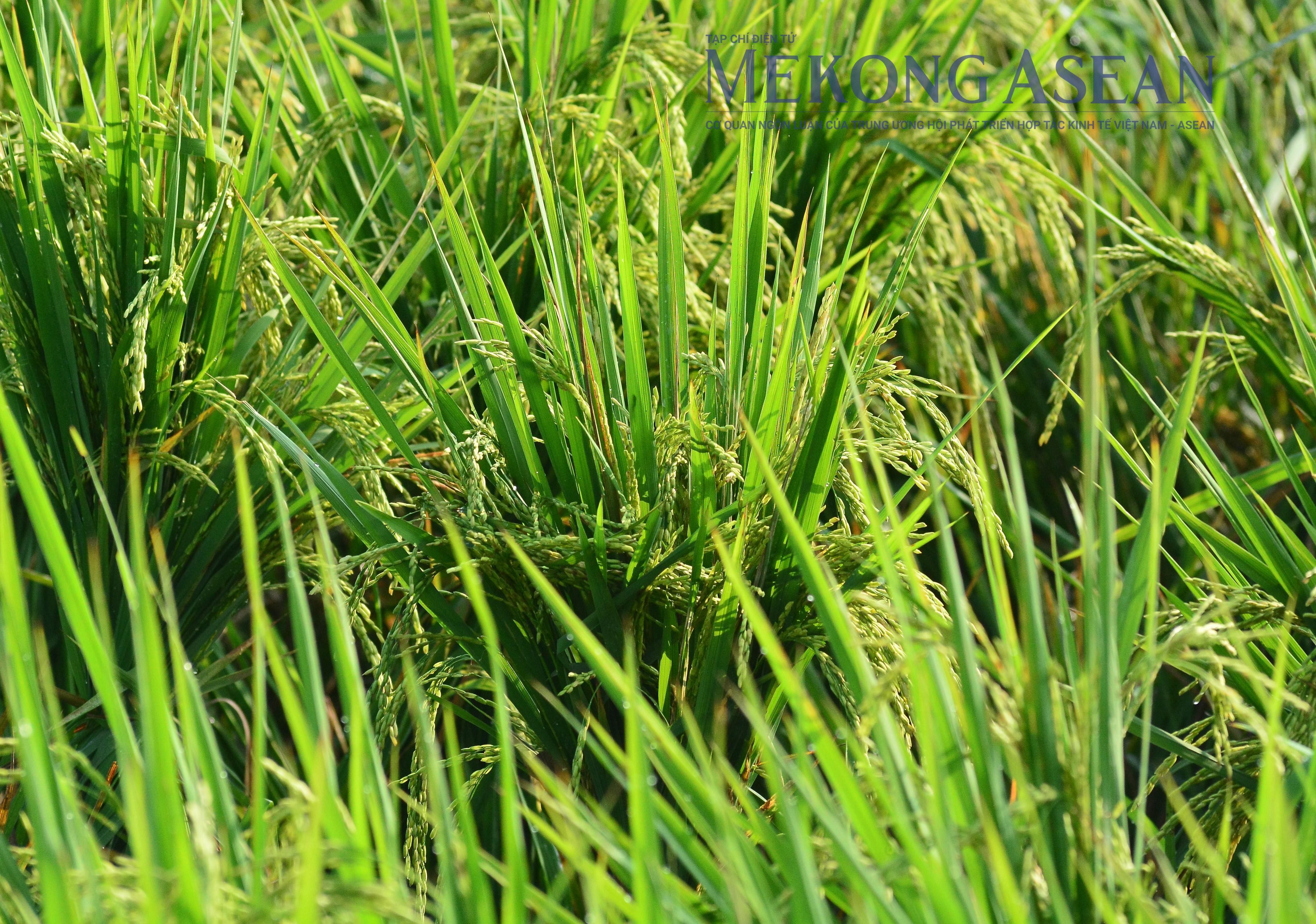 Thông qua Bản ghi nhớ hợp tác thương mại gạo Việt Nam -Singapore FAO: Chỉ số giá ngũ cốc thế giới thấp nhất 5 năm