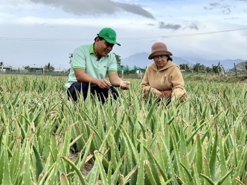 Khánh Hòa 'tăng tốc' cho mục tiêu xóa nghèo bao trùm và bền vững