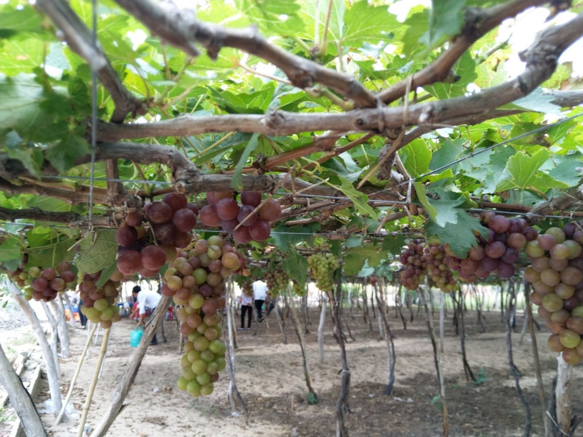 Khánh Hòa: Hướng tới hành trình xóa nghèo bao trùm và bền vững