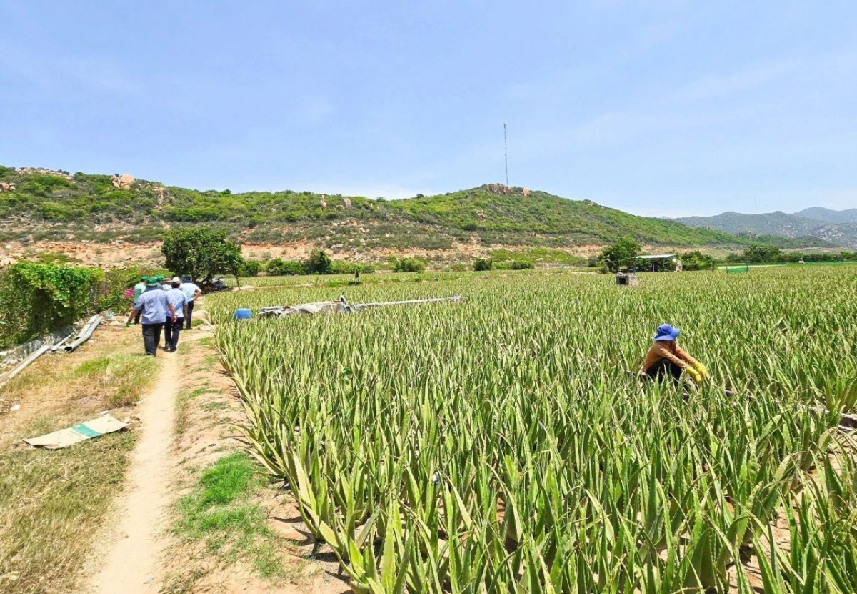 Khánh Hòa: Hướng tới hành trình xóa nghèo bao trùm và bền vững