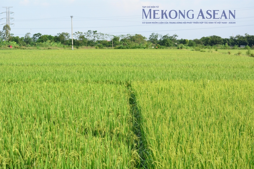 Khai thác thủy sản sụt giảm, chăn nuôi lợn hồi phục trong tháng 10