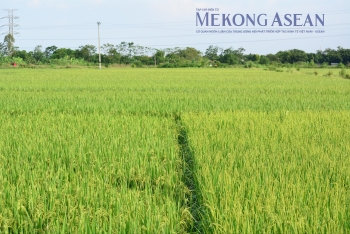 Khai thác thủy sản sụt giảm, chăn nuôi lợn hồi phục trong tháng 10