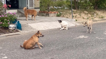 Đến năm 2030 Việt Nam hướng tới không còn ca tử vong do bệnh dại