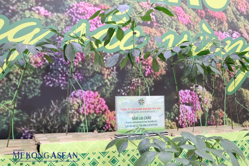 Đưa dược liệu lên sàn thương mại số: Lối mở giảm nghèo bền vững tại Lai Châu