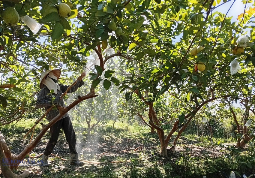 Hải Phòng: Cây ổi giúp nhiều hộ nông dân xã Hà Nam ‘thoát nghèo’