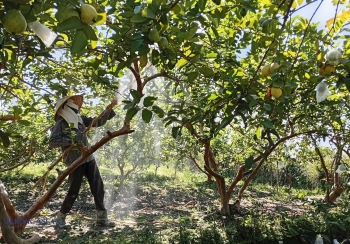 Hải Phòng: Cây ổi giúp nhiều hộ nông dân xã Hà Nam ‘thoát nghèo’