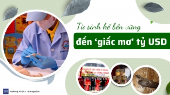 Từ sinh kế đến triển vọng tỷ USD xuất khẩu của ngành yến Việt Nam