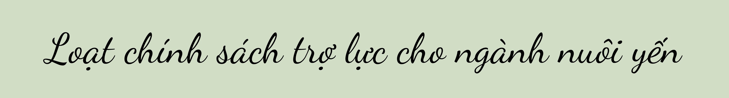 Từ sinh kế đến “giấc mơ” tỷ USD xuất khẩu ngành yến