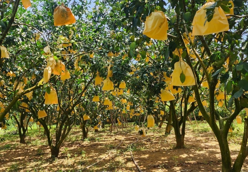 Hà Tĩnh nhân rộng mô hình sinh kế, tiếp sức giảm nghèo bền vững