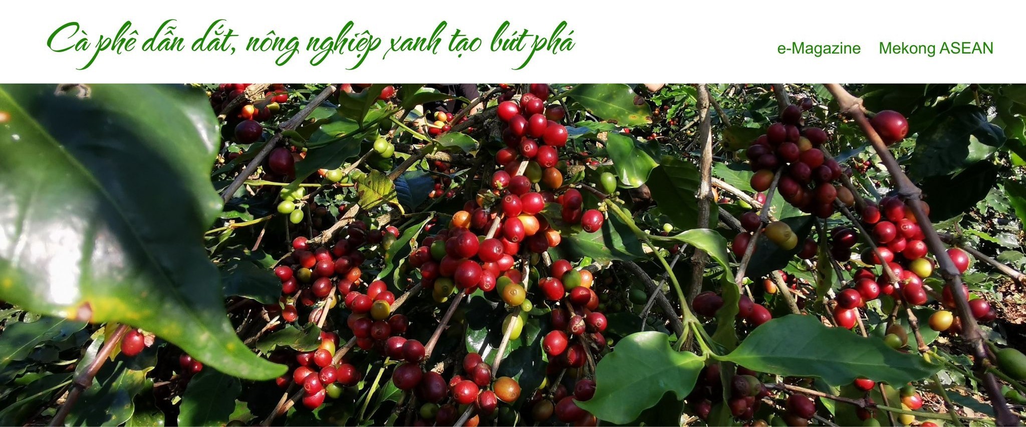 Chiềng An: Từ thoát nghèo bền vững đến làm giàu trên những đồi cà phê Arabica chín đỏ