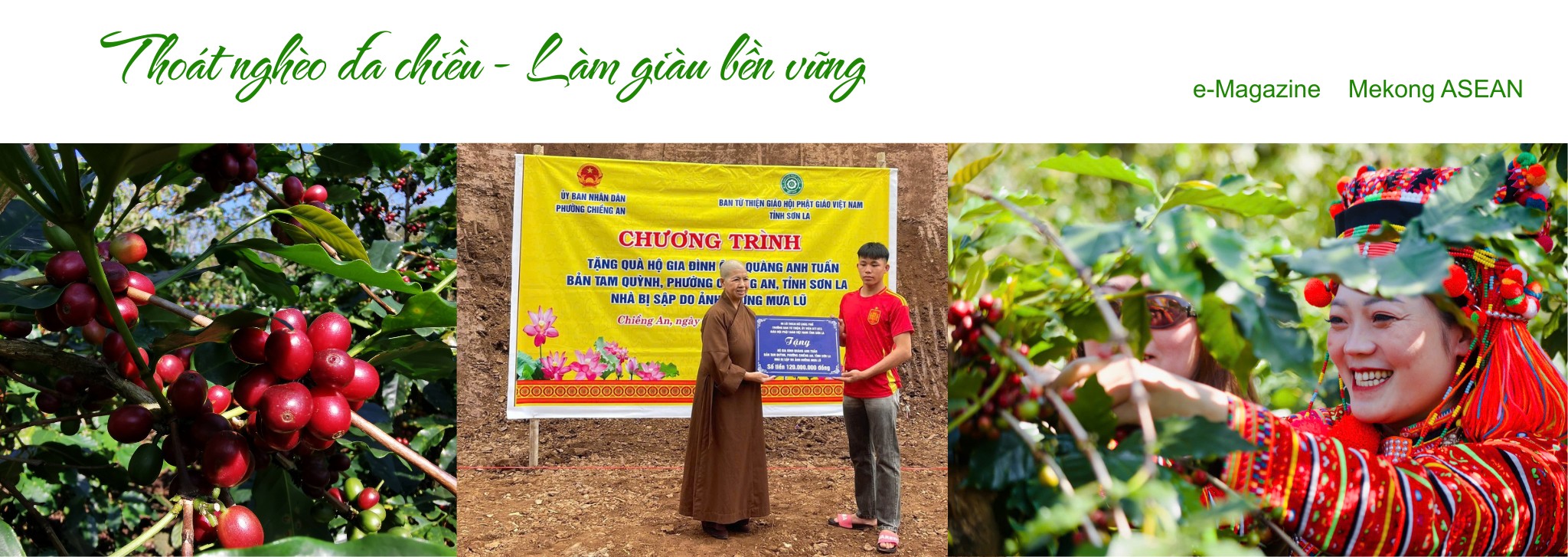 Chiềng An: Thoát nghèo bền vững và làm giàu từ những đồi cà phê Arabica chín đỏ