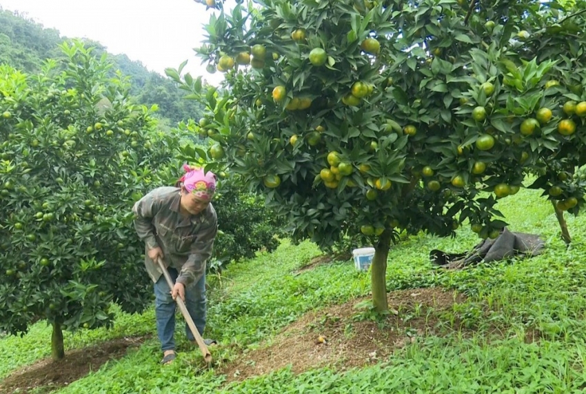 Sơn La: Nhiều mô hình sinh kế giúp người dân giảm nghèo bền vững tại Vân Hồ