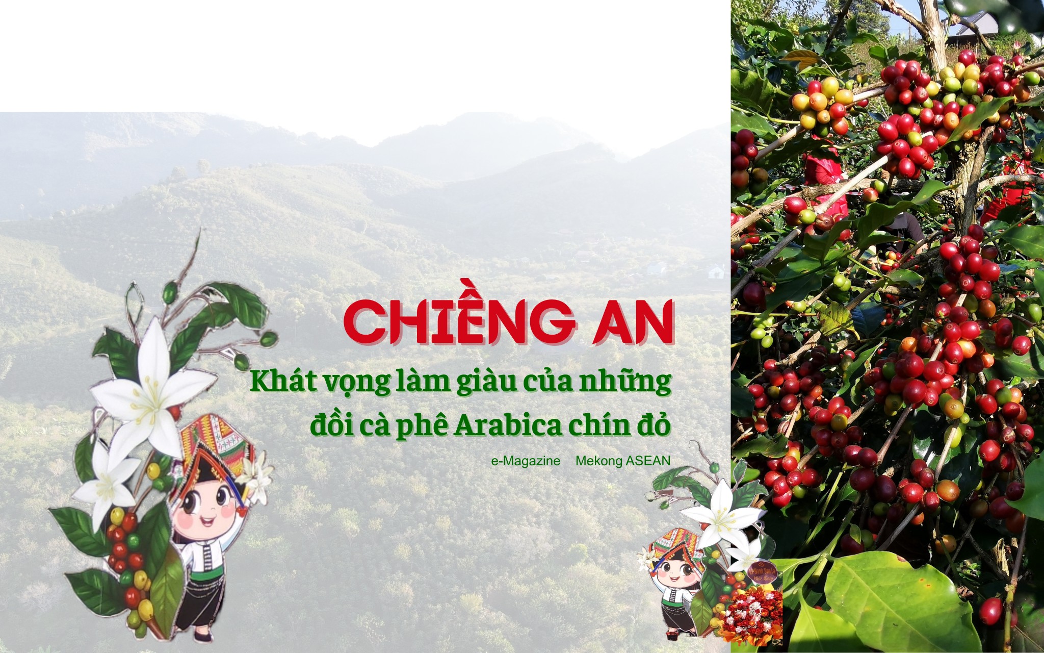 Chiềng An: Khát vọng làm giàu của những đồi cà phê Arabica chín đỏ