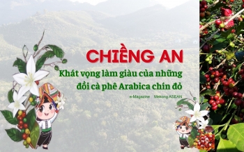 Chiềng An: Khát vọng làm giàu từ những đồi cà phê Arabica chín đỏ