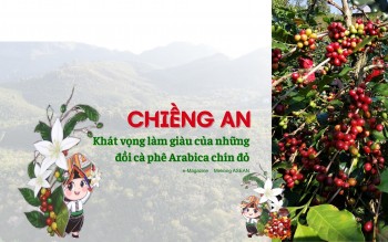 Chiềng An: Khát vọng làm giàu từ những đồi cà phê Arabica chín đỏ