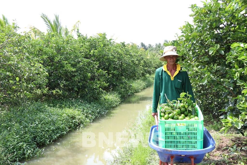 Tín dụng chính sách giúp hộ nghèo tỉnh Vĩnh Long biến đất khó thành cơ hội
