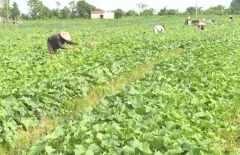 Hưng Yên: Cây ngô và rau màu vụ đông giúp người nông dân vươn lên