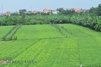 Kinh tế tập thể tạo nền tảng giảm nghèo bền vững tại Hưng Yên