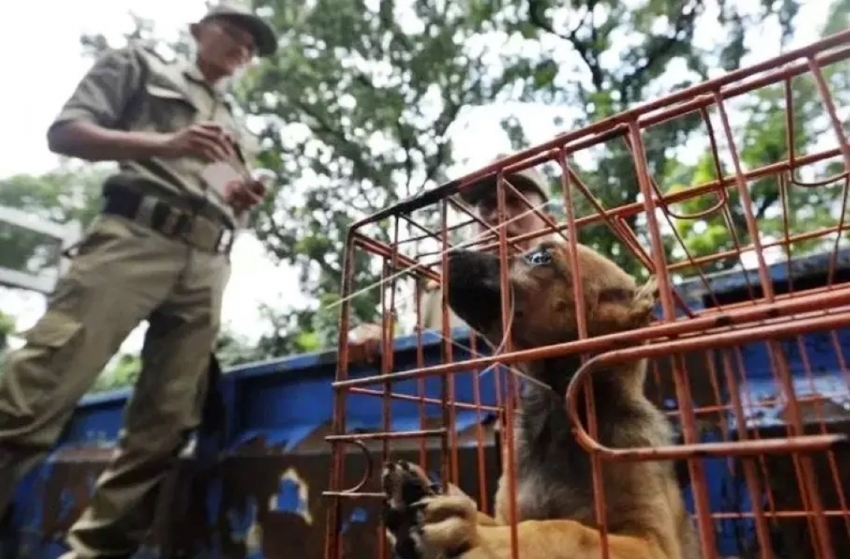 Thủ đô của Indonesia cấm bán và tiêu thụ thịt chó, mèo