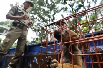 Thủ đô của Indonesia cấm bán và tiêu thụ thịt chó, mèo