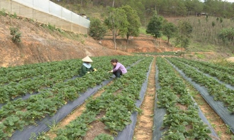 Hàng nghìn hộ nghèo Lâm Đồng tiếp cận vốn để nâng cao thu nhập