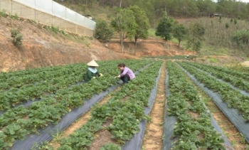 Hàng nghìn hộ nghèo Lâm Đồng tiếp cận vốn để nâng cao thu nhập