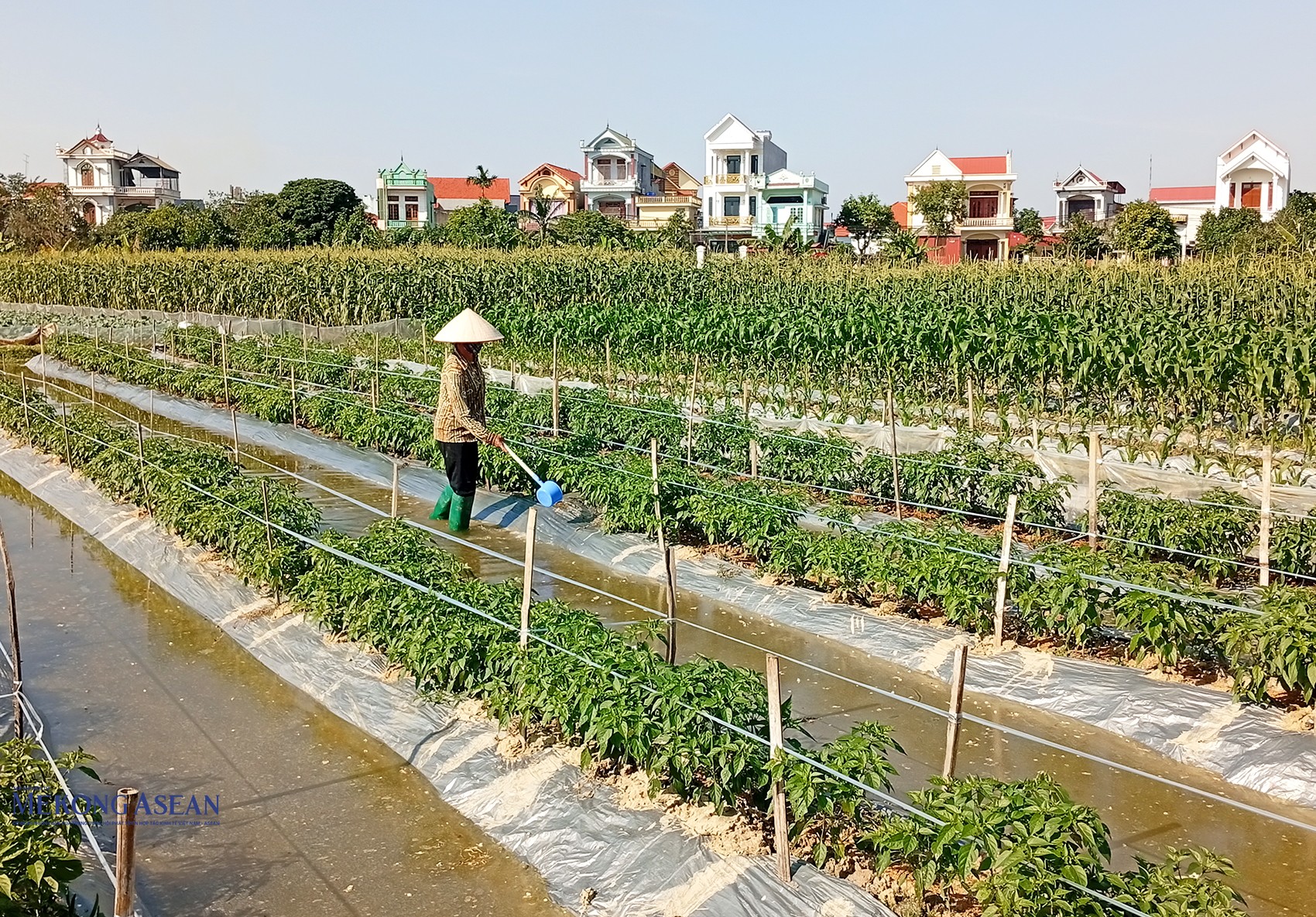 Nông dân xã Trường Tân (thành phố Hải Phòng) chăm bón ớt và rau màu. Trên địa bàn xã, hiện nông dân canh tác các loại rau màu như su hào, bắp cải, ngô, rau cải, dưa lưới, đậu bắp, bầu, bí, mướp, cà, ớt… và các loại rau ăn lá khác. Ảnh: Phùng Nguyện/Mekong ASEAN.