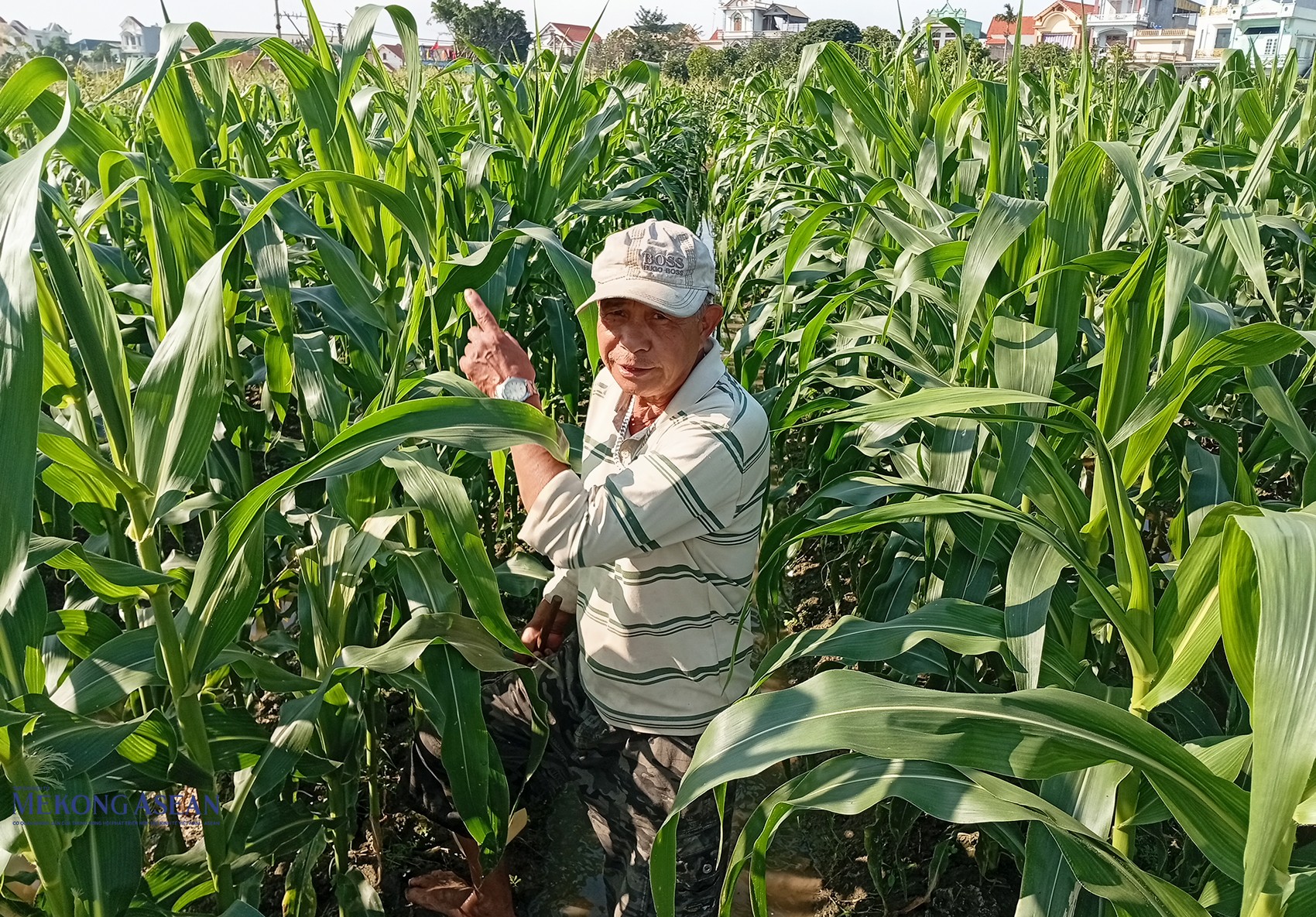 Thông qua Hội Nông dân xã Trường Tân, các hội viên vay vốn để đầu tư cải tạo đất, mua giống, phân bón, vật tư… phục vụ chăn nuôi, trồng trọt. Hiện trên địa bàn xã có 82,1ha nhà màng, nhà lưới. Ảnh: Phùng Nguyện/Mekong ASEAN.