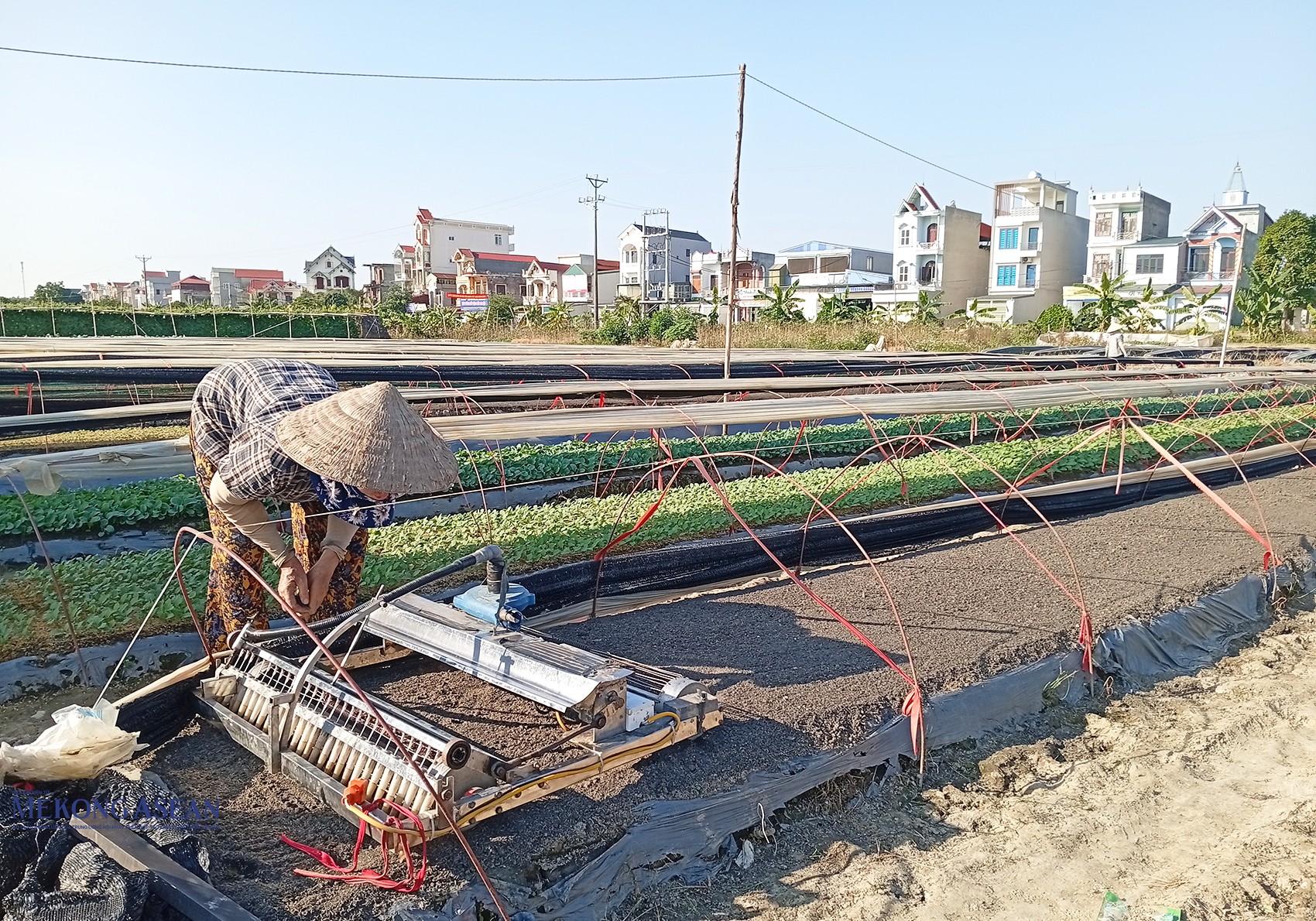 Nông dân xã Trường Tân đang tiếp tục gieo hạt giống rau màu các loại. Ảnh: Phùng Nguyện/Mekong ASEAN.