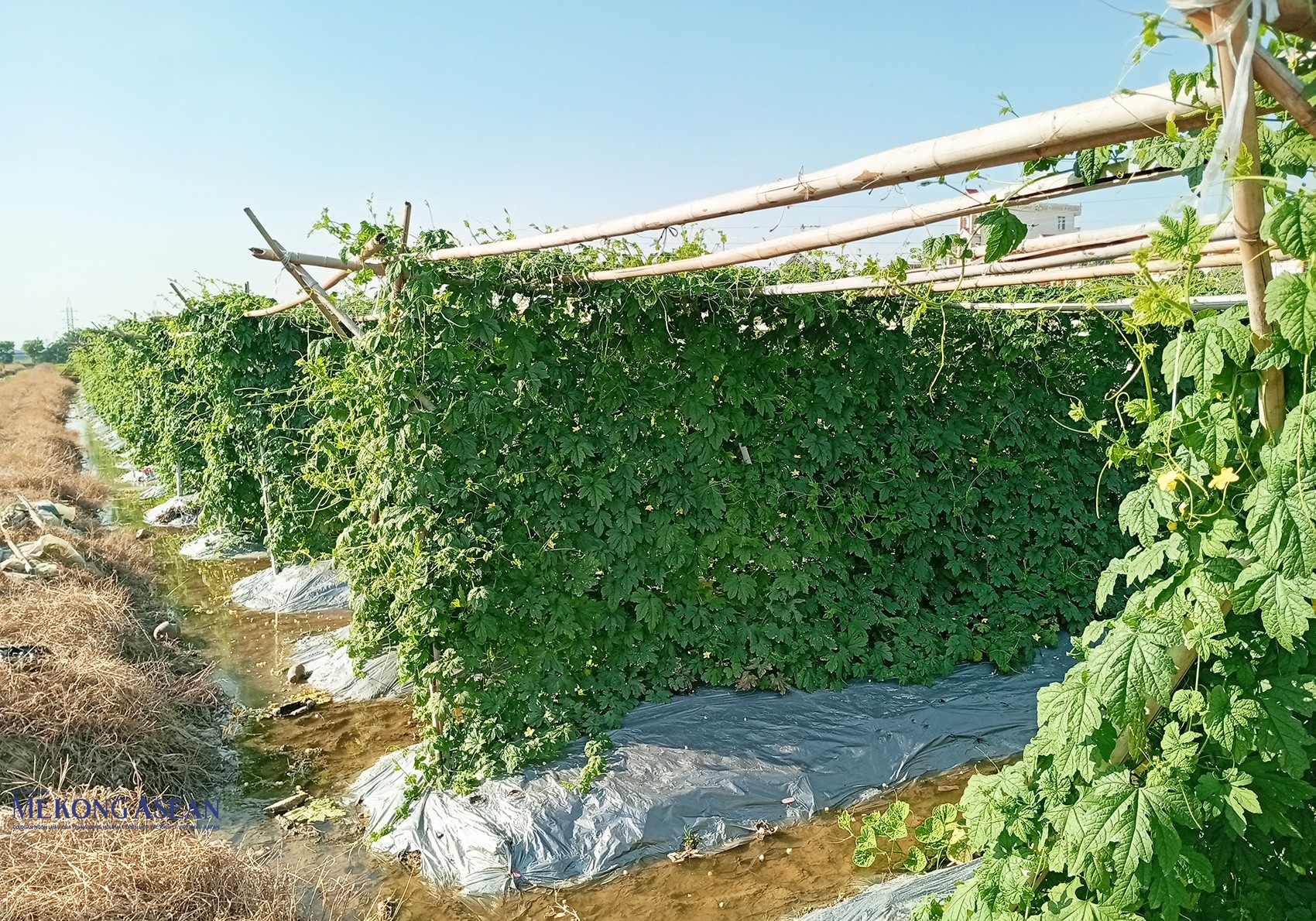 Vụ đông 2025 - 2026, toàn xã Trường Tân phấn đấu gieo trồng khoảng 736ha cây rau màu các loại. Ảnh: Phùng Nguyện/Mekong ASEAN.