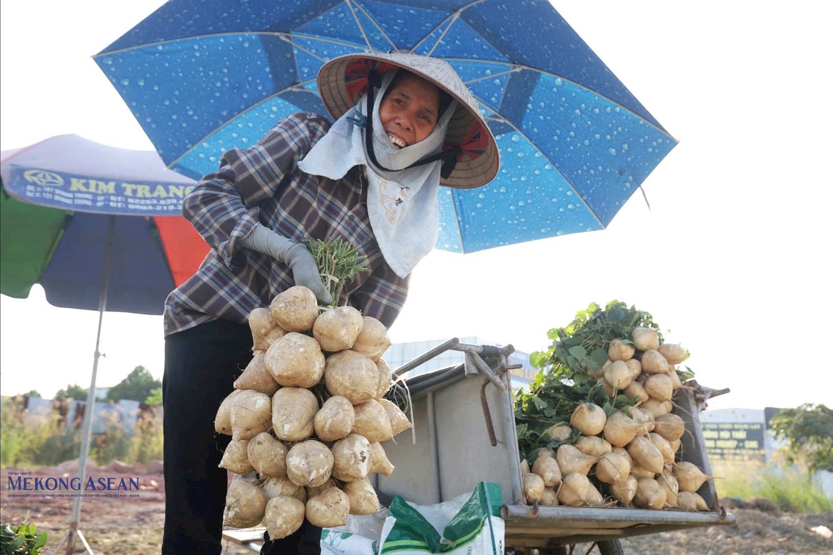 Thời điểm này, nông dân xã Kim Thành đang thu hoạch củ đậu chiêm. Ảnh: Tuấn Hương. 