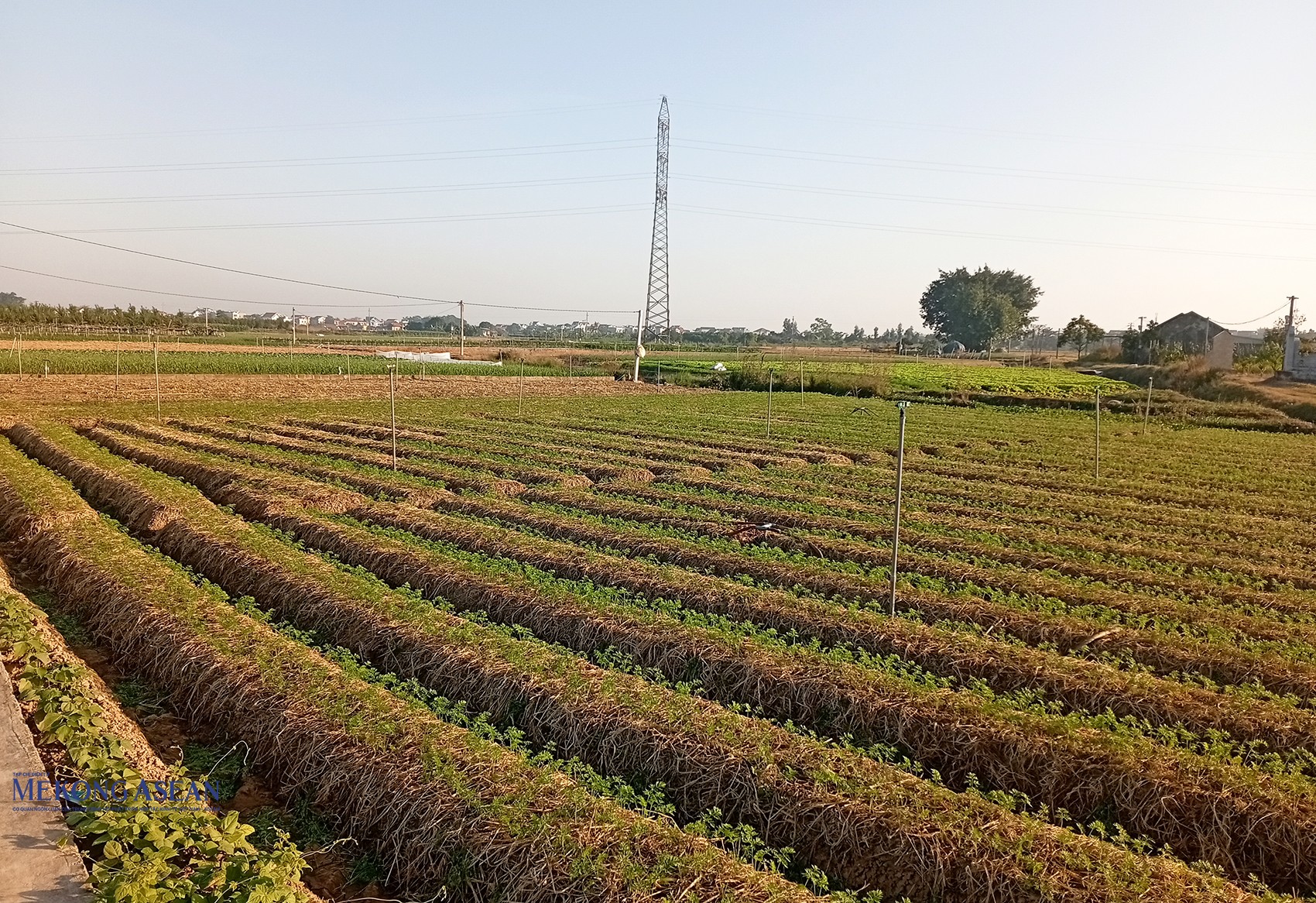 Trên khắp các cánh đồng xã Tuệ Tĩnh, hiện cây cà rốt đang trong thời kỳ sinh trưởng và phát triển. Ảnh: Phùng Nguyện/Mekong ASEAN.