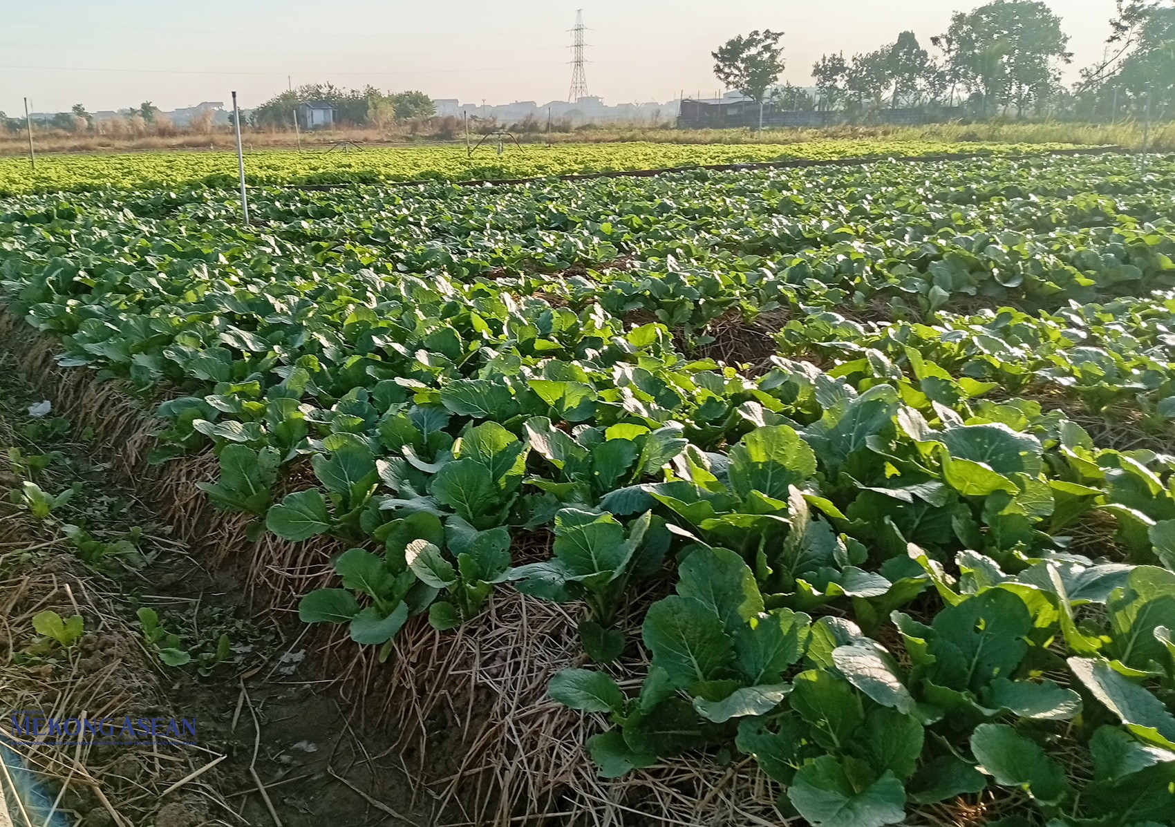 Bên cạnh cà rốt, xã Tuệ Tĩnh cũng trồng nhiều loại rau màu, cây vụ đông. Ảnh: Phùng Nguyện/Mekong ASEAN.