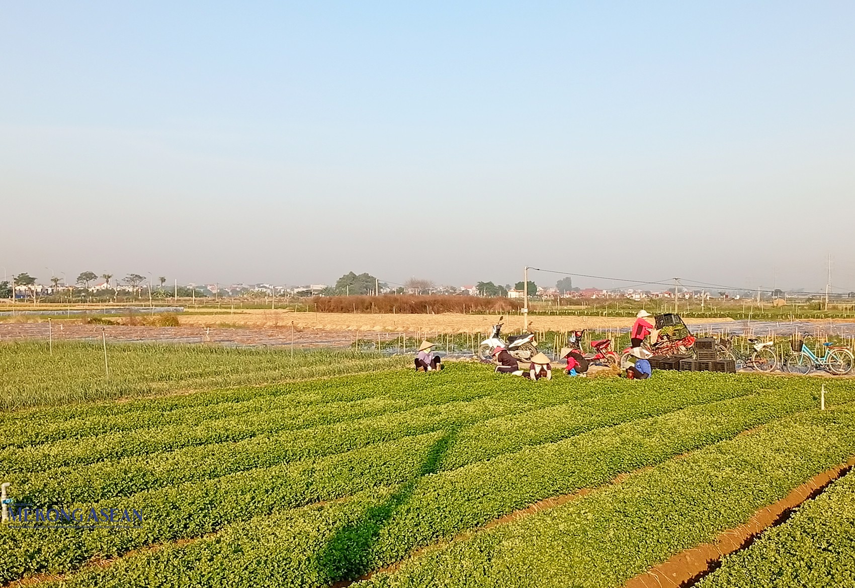 Nông dân xã Tuệ Tĩnh thu hoạch rau màu. Vụ đông năm 2025 - 2026, xã Tuệ Tĩnh phấn đấu gieo trồng 588ha; trong đó, cà rốt 495ha, rau cải xanh 20 ha, ngô 15ha, cải bắp, su hào, súp lơ 40ha và các loại cây khác 18ha. Ảnh: Phùng Nguyện/Mekong ASEAN.