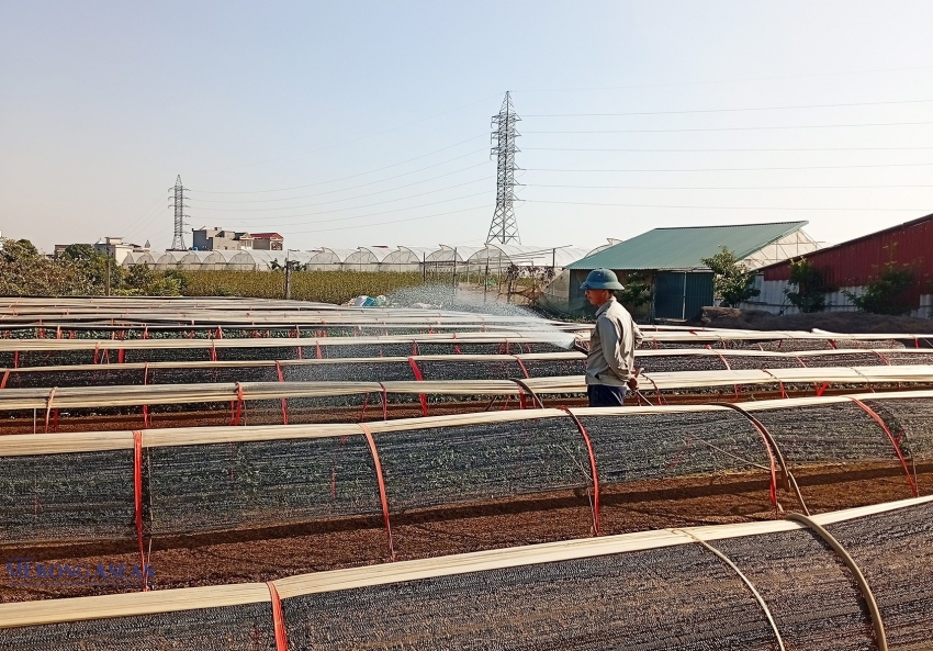 Các nguồn vốn tín dụng ‘tiếp sức’ cho nông dân thành phố Hải Phòng vượt khó