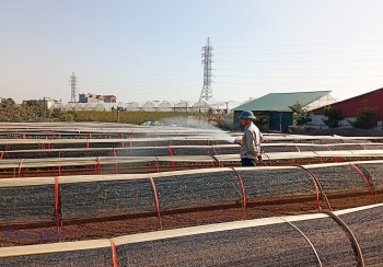 Các nguồn vốn tín dụng ‘tiếp sức’ cho nông dân thành phố Hải Phòng vượt khó