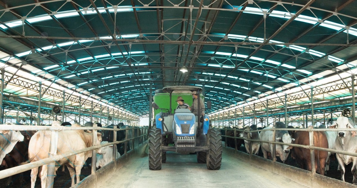 Nông nghiệp Hoà Phát dự kiến trả cổ tức tiền mặt hàng năm