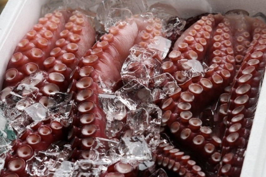 Xuất khẩu mực, bạch tuộc quý 4/2025 có thể tăng 15%