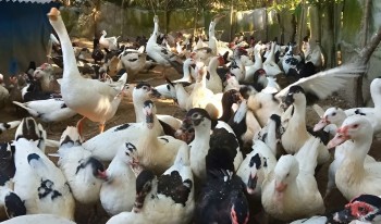 Campuchia miễn thuế VAT đối với các mặt hàng thực phẩm đến năm 2028