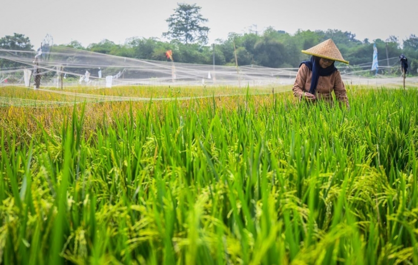 Indonesia tuyên bố tự cung cấp lương thực vào cuối năm 2025